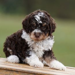Cole - Brown male Lagotto Romagnolo puppy in Seymour, Missouri from Terra Incognita