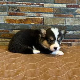 Girl 3 - Black and tan female Pembroke Welsh Corgi puppy in Visalia, California from VIP Stables