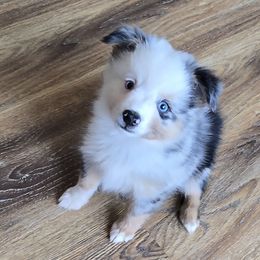 Tater - Blue merle male Toy Australian Shepherd puppy in Ellsinore, Missouri from Shebang Aussies