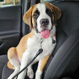 Companion Cross and Saint Bernard Puppies from Coleman Saint Bernards of Ohio