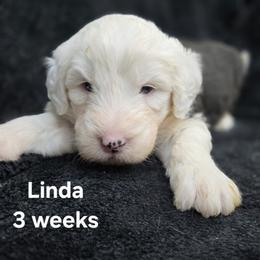 Linda - Gray and white female Old English Sheepdog puppy in Sutherlin, Oregon from Sapphire Eyes Sheepdogs