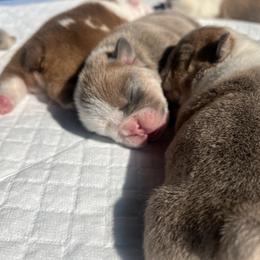 Boy 6 - Red male Bulldog puppy in Charlotte, North Carolina from Golden Leaf Kennels LLC