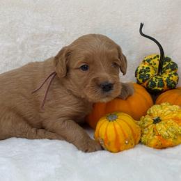 Eve Baxter - Apricot female Goldendoodle puppy in Casselberry, Florida from My Little Doodle