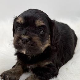 Boy 2 - male Cavapoo puppy in Mena, Arkansas from Ouachita Gold Diggers