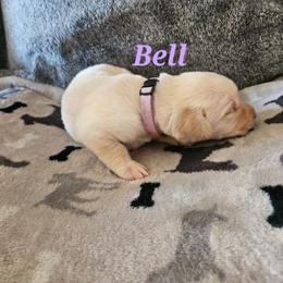 Bell-Purple collar - Yellow female Labrador Retriever puppy in Davenport, Washington from LynnDee's Kennel