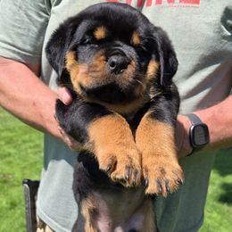 Rottweiler Puppies from Vom Peiffley Rottweilers, LLC