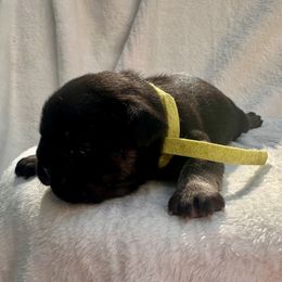 French Bulldog Puppies from Hope Mountain French Bulldogs