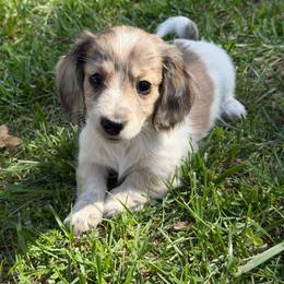 Cream Brindle Dapple Piebald Girl AKC LIMITED - Dapple female Dachshund puppy in Pauls Valley, Oklahoma from Simply Happy Dachshunds