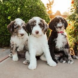 Aussiedoodle puppies from Sage & Paws Puppy co.