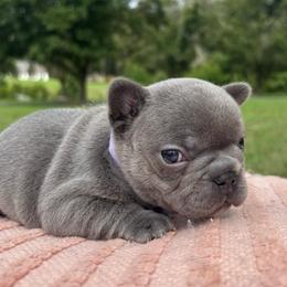 Daphne - Blue female French Bulldog puppy in Salisbury, Maryland from 77 Frenchies Maryland