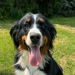 Lena - Bernese Mountain Dog