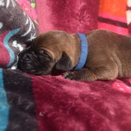 Fawn Male with Black Mask - Blue Collar - Fawn male Great Dane puppy in Alvarado, Texas from Texas Blue Danes