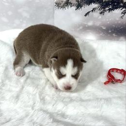 Emmett - Red and white male Siberian Husky puppy in Vail, Iowa from Homegrown Huskies