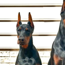 Doberman Pinschers from Von Regia European Dobermanns