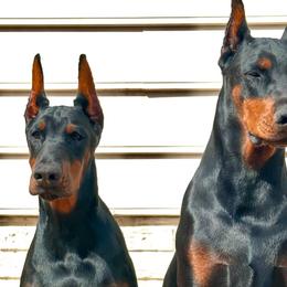 Doberman Pinschers from Von Regia European Dobermanns