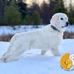 Luke - Golden Retriever