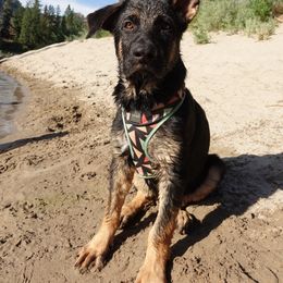 German Shepherd Puppies from Von der Henne K9