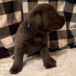 Maverick- Black - Charcoal male Dilute Retriever puppy in Marion, Illinois from Summer Lovin’ Labradors of Southern Illinois