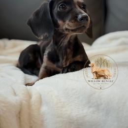 Bingo - Dapple female Dachshund puppy in Lumber City, Georgia from Willow Run LLC