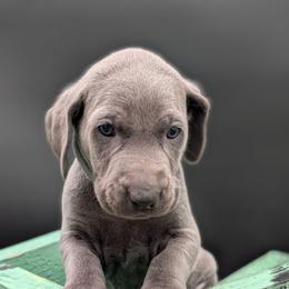 Chowder - Blue male Weimaraner puppy in Evart, Michigan from Drehbar Weimaraners