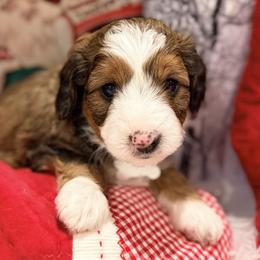 Mr. White - Brown and white male Aussiedoodle puppy in Georgetown, Texas from Mc Doodles of Texas LLC