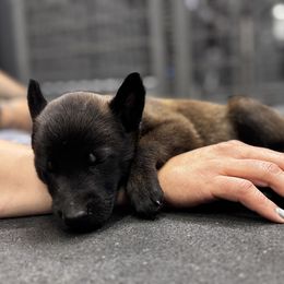 Boy 4 Blue collar male (𝐉𝐞𝐟𝐟) - Belgian Malinois puppy from Maricopa Malinois (SERIOUS INQUIRIES ONLY)