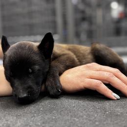 Boy 4 Blue collar male (𝐉𝐞𝐟𝐟) - Belgian Malinois puppy from Maricopa Malinois (SERIOUS INQUIRIES ONLY)