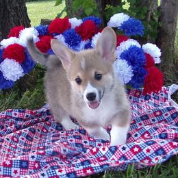Bane - Pembroke Welsh Corgi puppy in Unionville, Missouri from Roger That Corgi