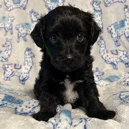 SAGE - Black and white male Aussiedoodle puppy in Bell, Florida from BellCrist Little bits