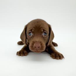 Rose - Chocolate female Dachshund puppy in Waddell, Arizona from Neu Doxies