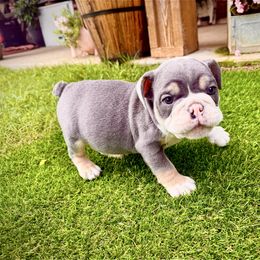 Jax - Blue tri-color male Bulldog puppy in Ben Lomond, Arkansas from Miesha Carver's Bulldogs