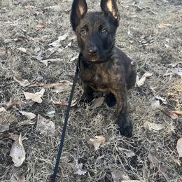 Dutch Shepherd Puppies from Oak Creek K9