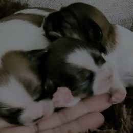 Girl3 - Black gold and white female Shorkie puppy in Idaho from Little Rascal Ranch
