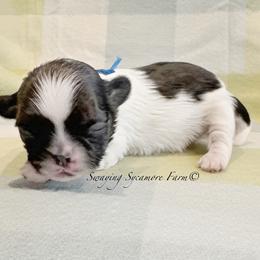 Brindle and White Male - SOLD - Brindle and white male Shih Tzu puppy in Crawfordsville, Indiana from Swaying Sycamore Farm