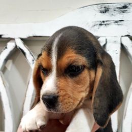 Beagle Puppies from Lazy G Kennels
