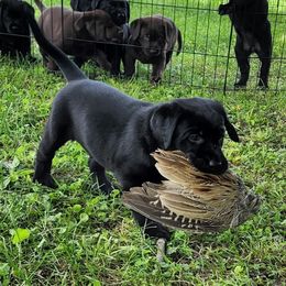 Labrador Retriever Puppies from Timberview Retrievers