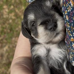 Cooper - Salt and pepper male Miniature Schnauzer puppy in Hull, Georgia from Ardent Miniature Schnauzers of Athens