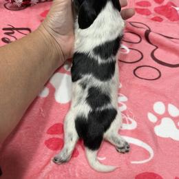 Girl 2 - Piebald female Dachshund puppy in Irving, Texas from DFW Dachshunds by G & S