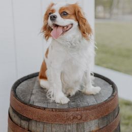 Cavalier King Charles Spaniels from Farmwood Cavaliers