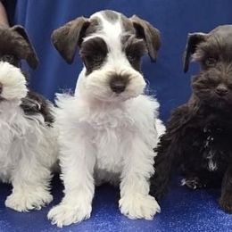 Miniature Schnauzers from Parti Favor Schnauzers