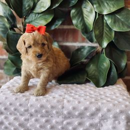 Goldendoodle Puppies from Davidson Poodle & Doodle Farm