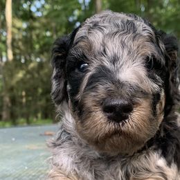 Assorted Doodle Crosses, Bernedoodles, Cockapoos, Double Doodles, and Goldendoodles from Hawk Mountain Doodles