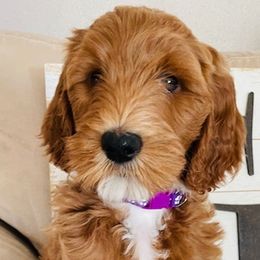 Girl 2 - Red  Goldendoodle puppy in Los Alamitos, California from Given Doodles