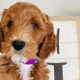 Girl 2 - Red  Goldendoodle puppy in Los Alamitos, California from Given Doodles