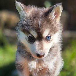 Hope - Black and white female Pomsky puppy in Coatesville, Pennsylvania from Peaceful Pomskys