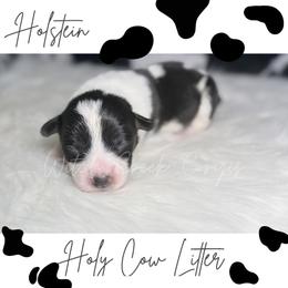 Holstein - Black and white male American Corgi puppy in Greenwood, Indiana from Witch Creek Corgis