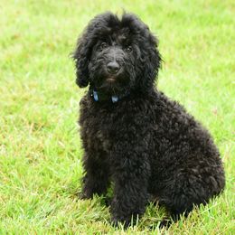 Sheepadoodle Puppies from Riley Grace Puppies