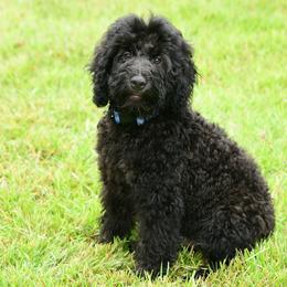 Sheepadoodle Puppies from Riley Grace Puppies