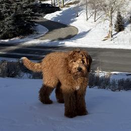 Goldendoodle Puppies from Ankeny Doodles
