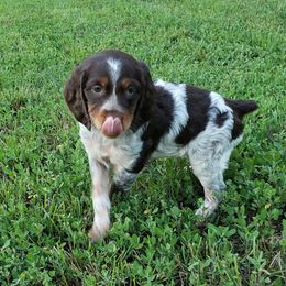 French Brittany Puppies from Dakota Point Kennel